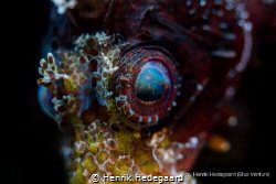 Eye of the Dwarf Lion Fish by Henrik Hedegaard 
